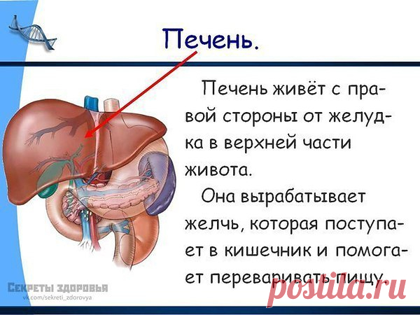 Как ухаживать за своей печенью.