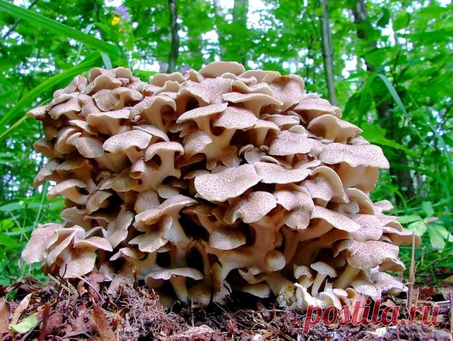 Лесное чудо: Грифола зонтичная или гриб-букет