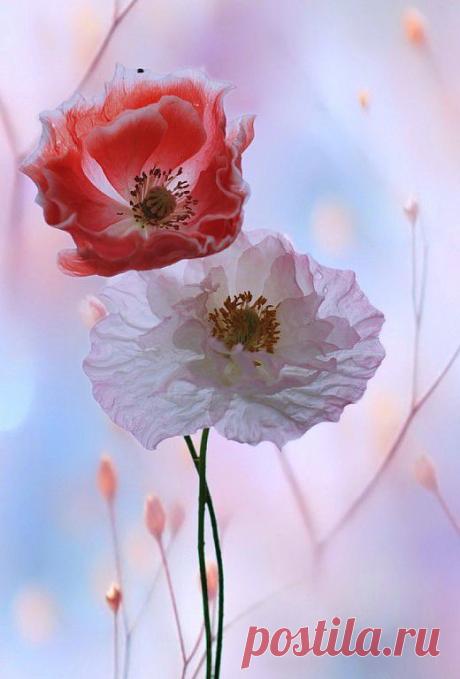 ✿*✿* ВЕРНИСАЖ *✿*✿
🌸 Екатерина 🌸