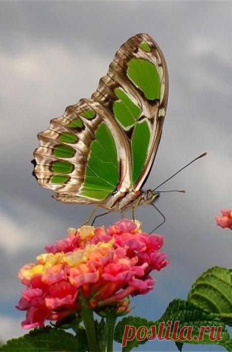 Green Butterfly
