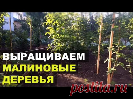 Добро пожаловать на лучший информативный канал о выращивании овощей, ягод и фруктов, о домашнем хозяйстве и полезных в быту лайфхаках!. В этом выпуске Вы узн...
