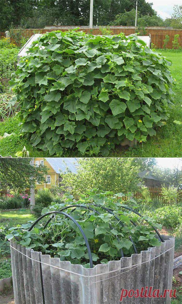 Интересные самоделки: Куб для огурцов