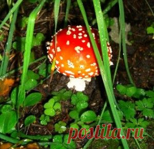 Мухомор красный