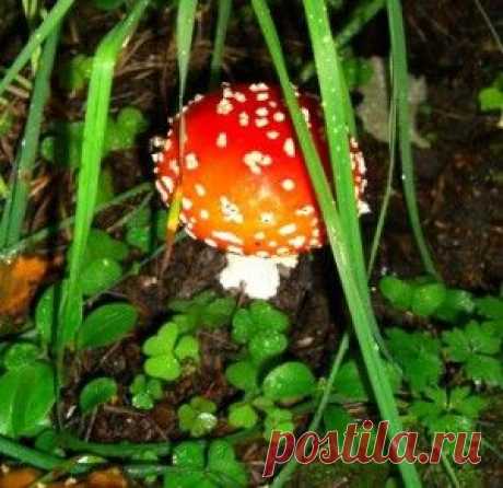 Мухомор красный