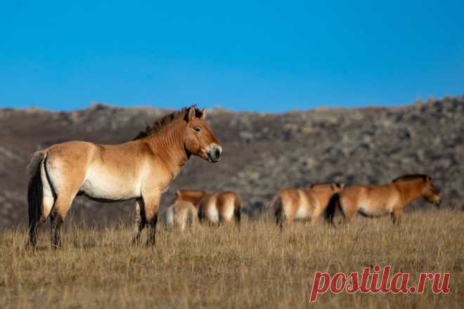 Кем на самом деле был известный русский путешественник Николай Пржевальский