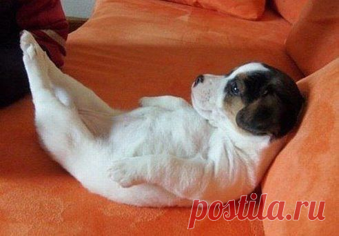 Смешное видео :-)
Куплю себе собаку. Назову ее Хорошо. Вот приходишь домой, а там всегда Хорошо.