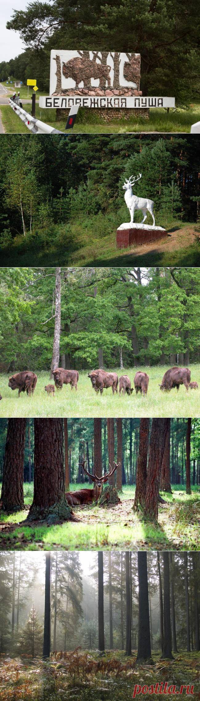 Удивительная Беловежская пуща | "Secret worlds"