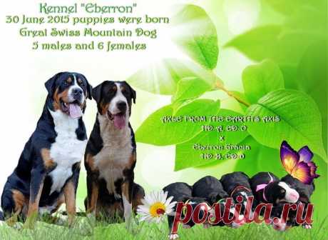 for sale GSMD 5 males 6 females
 Eberron ZH......
 30-06-2015
р: AXLE FROM THE EARTH'S AXIS 
 (Maxi Zgornjesavski - Yrosie spod Hragze )
м: Eberron Gracia
 (Altaro des Joyeuses Gambades - Sennenhund Rossii Nikoleta)
