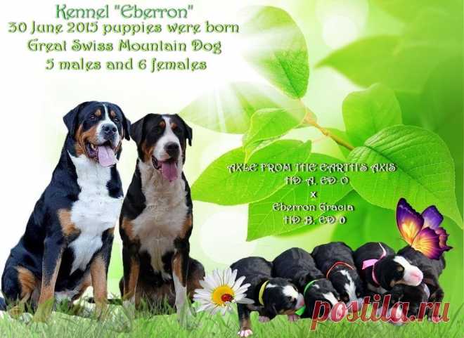 for sale GSMD 5 males 6 females
 Eberron ZH......
 30-06-2015
р: AXLE FROM THE EARTH'S AXIS 
 (Maxi Zgornjesavski - Yrosie spod Hragze )
м: Eberron Gracia
 (Altaro des Joyeuses Gambades - Sennenhund Rossii Nikoleta)