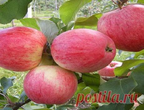 КАК ОБРЕЗАТЬ ПЛОДОВЫЕ ДЕРЕВЬЯ