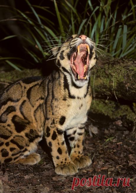 MCL005.jpg | Терри Уиттакер Фотография