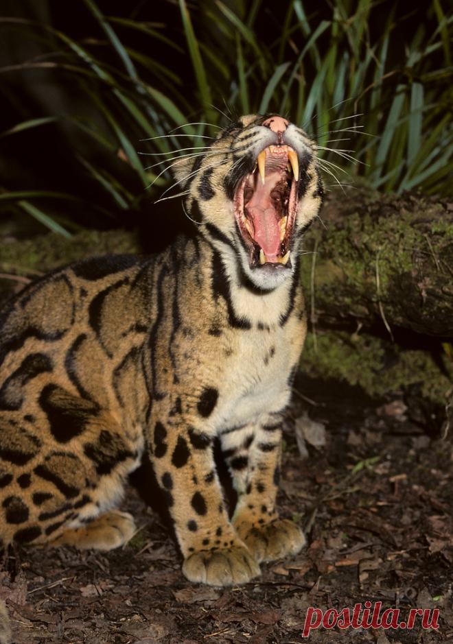 MCL005.jpg | Терри Уиттакер Фотография