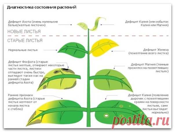 Шпаргалка. Диагностика coстояния растений