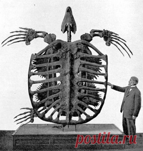 Found on all-about-reptiles.com