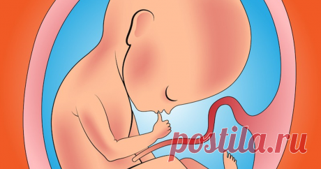 8 фактов о малышах в утробе, которые вас удивят До рождения у нас всё не как у людей.