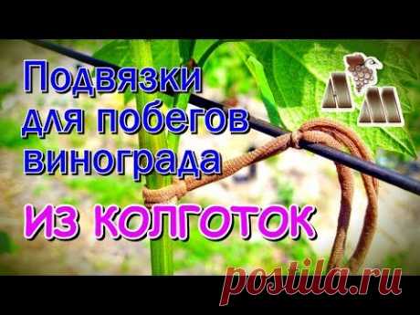 🍇 Подвязки для винограда из колготок