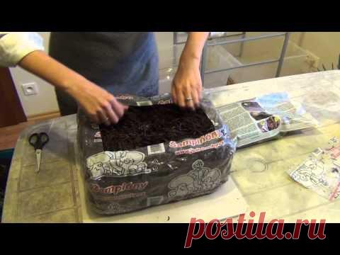 Шампиньоны. Начало.