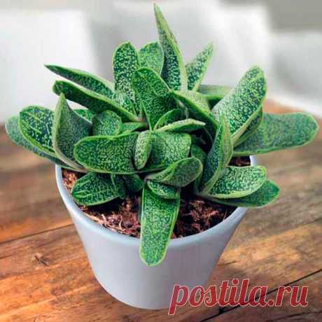 Комнатное растение Гастерия (Gasteria). Род включает более 100 видов. Растения рекомендуют летом держать на северных окнах. Свет должен быть рассеянным. В культуре распространена гастерия бородавчатая (G.verrucosa) с листьями, образующими двурядную розетку, и маленькими красновато-оранжевыми цветами на длинных цветоносах. У гастерии мраморной (G.marmorata) языковидные мясистые листья украшены серебристыми пятнами.