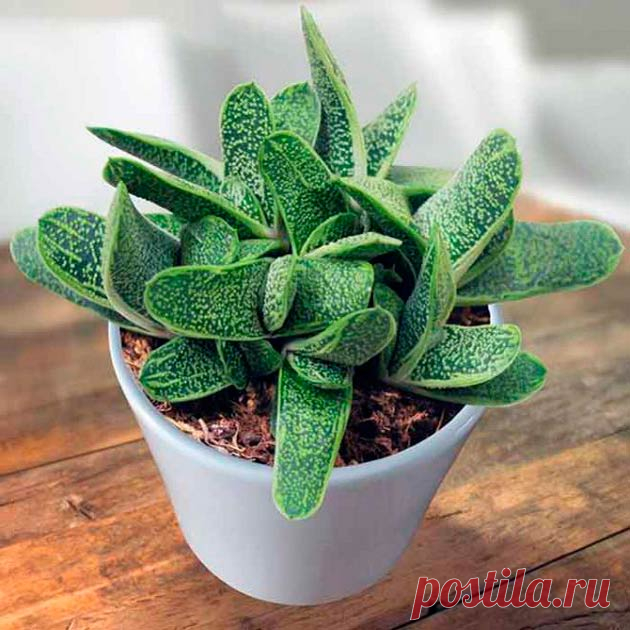 Комнатное растение Гастерия (Gasteria). Род включает более 100 видов. Растения рекомендуют летом держать на северных окнах. Свет должен быть рассеянным. В культуре распространена гастерия бородавчатая (G.verrucosa) с листьями, образующими двурядную розетку, и маленькими красновато-оранжевыми цветами на длинных цветоносах. У гастерии мраморной (G.marmorata) языковидные мясистые листья украшены серебристыми пятнами.