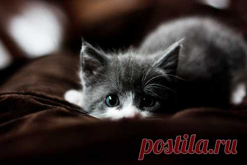 Охотник )