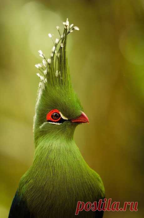 16 Das mais lindas e surpreendentes fotos de animais que você verá