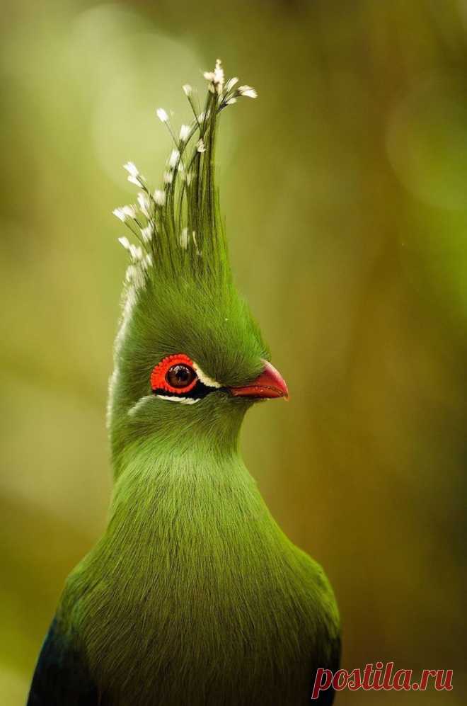 16 Das mais lindas e surpreendentes fotos de animais que você verá