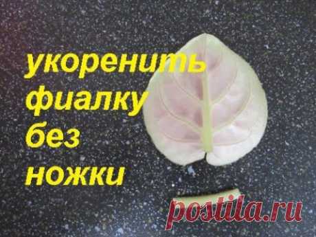 ФИАЛКА С ОТЛОМАННОЙ НОЖКОЙ. ПОЛУЧИМ МНОГО ДЕТОК.