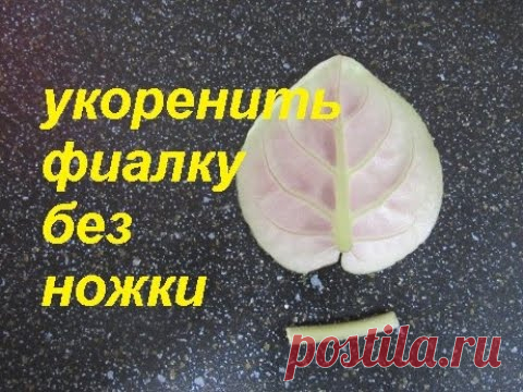 ФИАЛКА С ОТЛОМАННОЙ НОЖКОЙ. ПОЛУЧИМ МНОГО ДЕТОК.