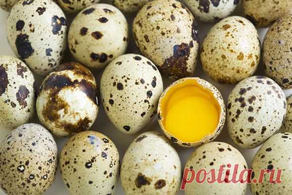 Перепелиные яйца в кулинарии.