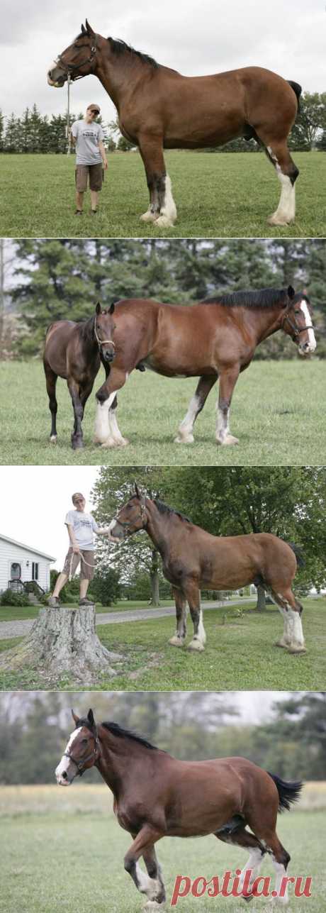 Самый высокий в мире конь