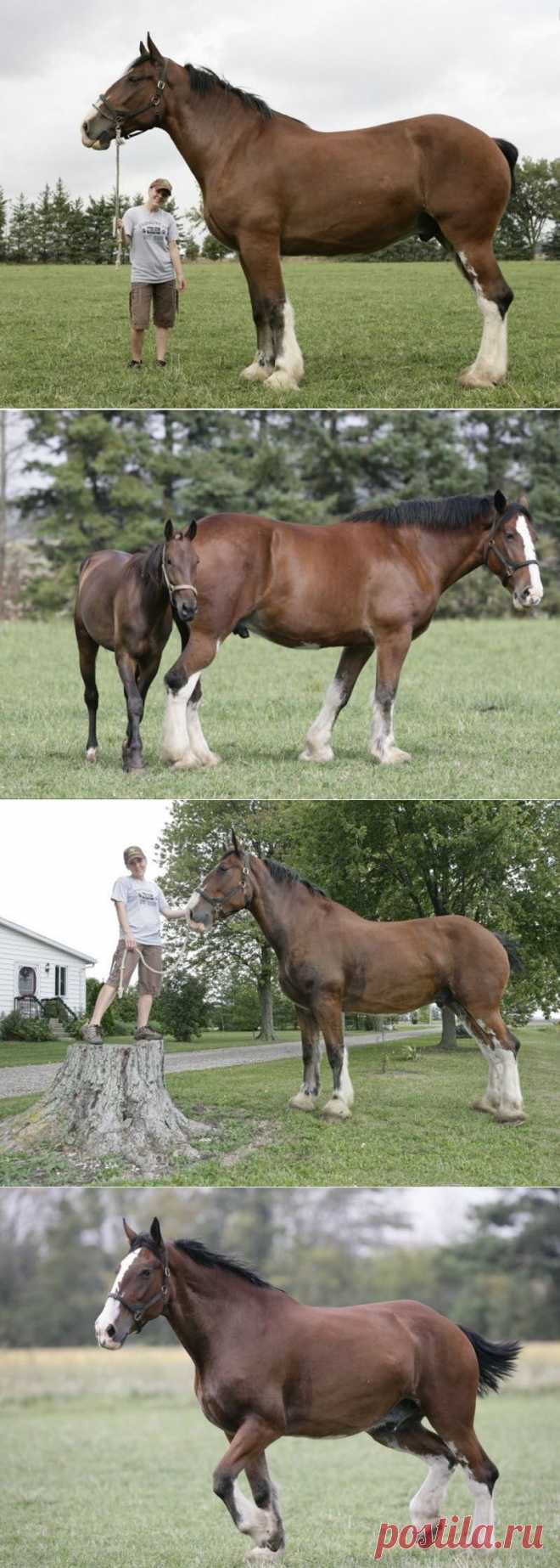 Самый высокий в мире конь