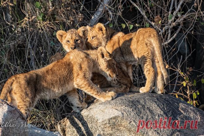 Lion cubs Explore mayekarulhas' photos on Flickr. mayekarulhas has uploaded 1431 photos to Flickr.