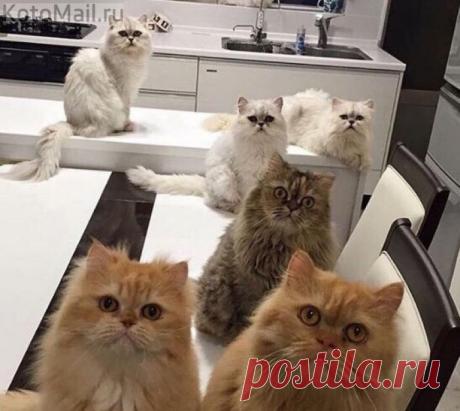 Это коты встают по будильнику, а я по котам