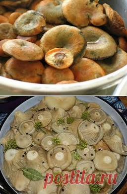 Соление грибов на зиму (рыжики и грузди).