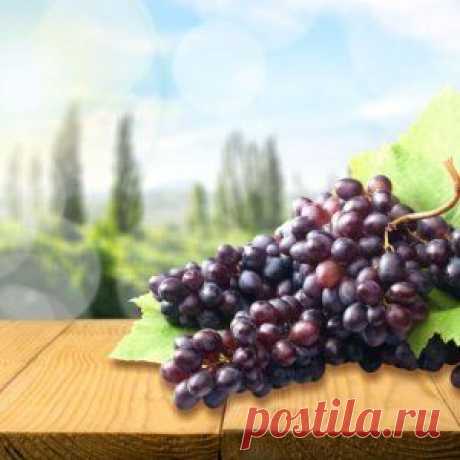 10 советов начинающему виноградарю | Садовод (Усадьба)