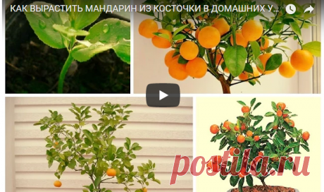 КАК ВЫРАСТИТЬ МАНДАРИН ИЗ КОСТОЧКИ В ДОМАШНИХ УСЛОВИЯХ. — Копилочка полезных советов