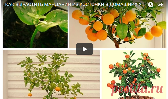 КАК ВЫРАСТИТЬ МАНДАРИН ИЗ КОСТОЧКИ В ДОМАШНИХ УСЛОВИЯХ. — Копилочка полезных советов