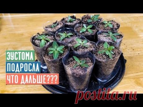 СЕЗОН 2020: УСКОРЯЕМ РОСТ ЭУСТОМЫ инструкция по подкормкам и уходу / Садовый гид