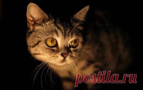 Обои  2560x1600, раздел Кошки