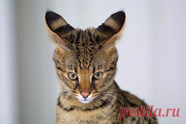 Трабл - самый большой домашний кот мира по версии экспертов Гиннеса. Его высота от плеч до кончиков лап составляет 48 сантиметров.