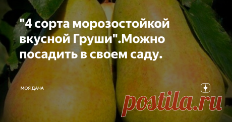 "4 сорта морозостойкой вкусной Груши".Можно посадить в своем саду. Доброго дня уважаемые подписчики и гости канала.Вот и кончалось лето, и наступило время для посадки саженцев.Очень важно успеть посадить все посадки, вовремя.Поэтому нужно не откладывая, приступать к посадкам.Для этого нужно приобрести качественный посадочный материал.Сейчас большое количество ярмарок, выставок, можно всегда найти то, что вам нужно.
Купить кон