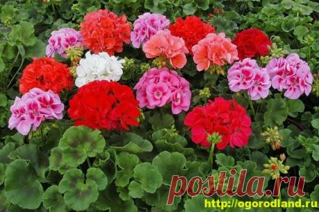 (+1) Герань (Пеларгония). Выращивание и уход дома и на улице
