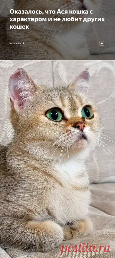 Оказалось, что Ася кошка с характером и не любит других кошек | Котоблог 🐈 | Яндекс Дзен