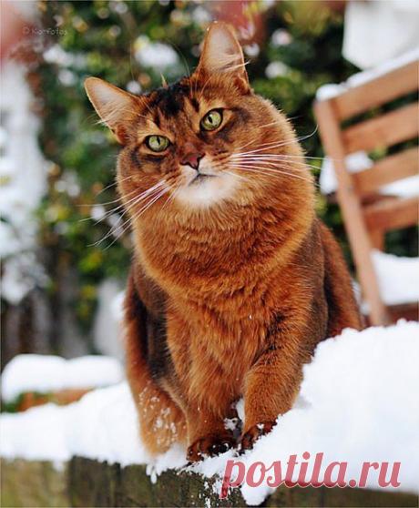 фотомодель