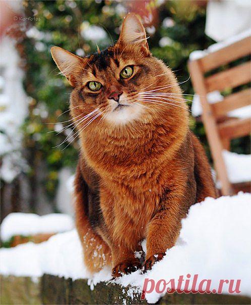 фотомодель