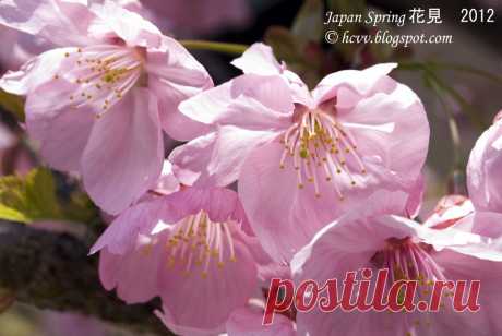 hanami%2C+Tokyo%2C+Japan%2C+Sakura.+Cherry+Blossom%2C+Hanami%2C+Spring+Season%2C+2012%2C+yasukuni+jinja%2C+Asakusa+jinja%2C+Asakusa+Temple%2C+%286%29.JPG (1024×685)