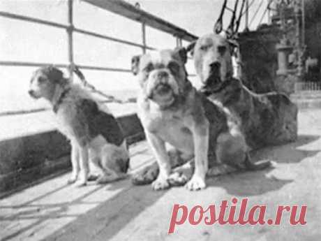 ФОТОМИГ ИСТОРИИ