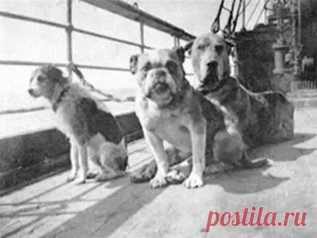 ФОТОМИГ ИСТОРИИ