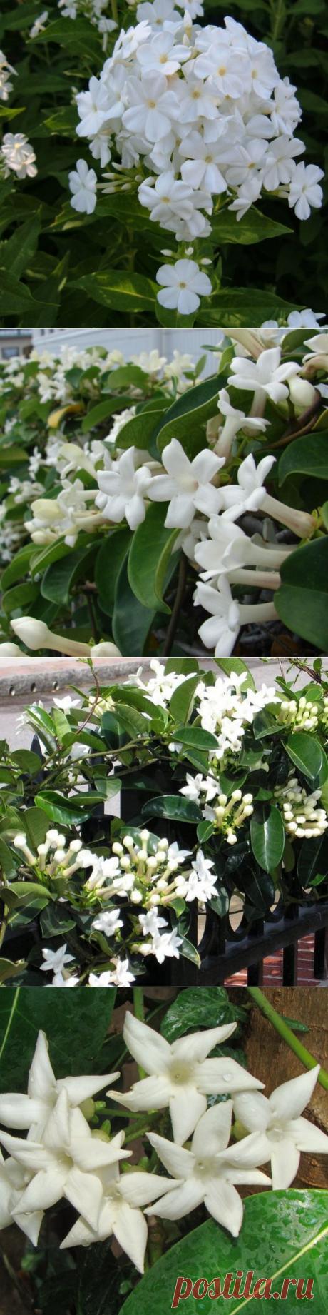 Все о комнатном стефанотисе