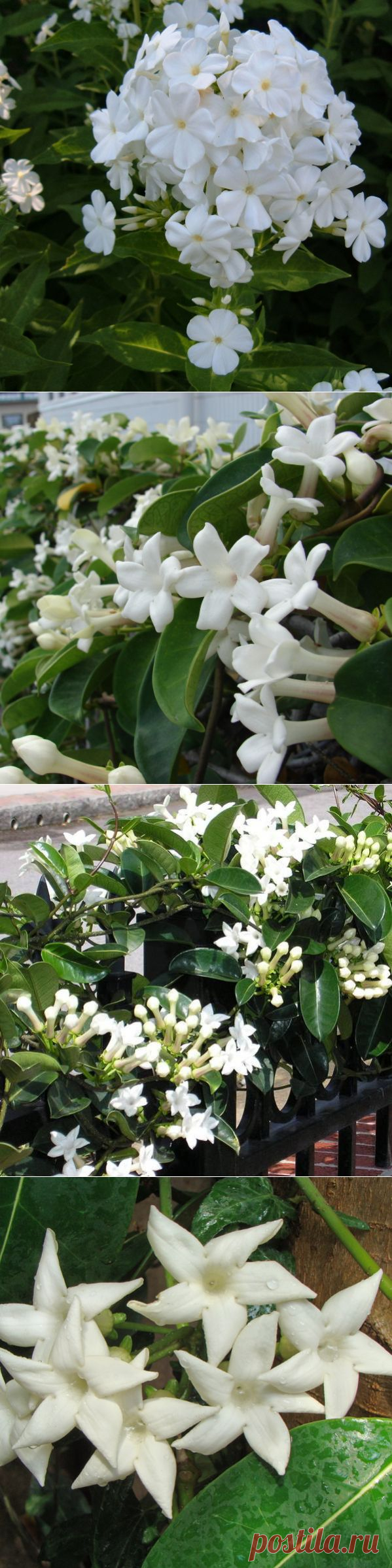 Все о комнатном стефанотисе